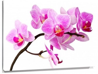 Lienzo Orquideas