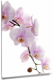 Lienzo Orquideas rama