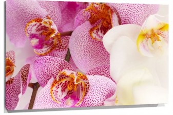 Lienzo Orquideas rosas y blancas