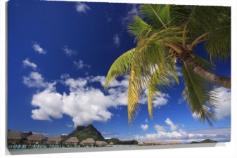 Lienzo Palmera isla detras