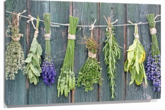 Lienzo Plantas colgadas