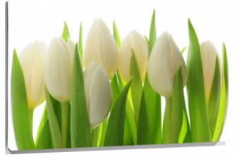Lienzo Tulipanes blancos