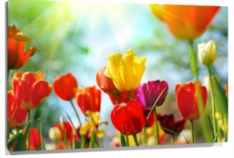 Lienzo tulipanes de colores