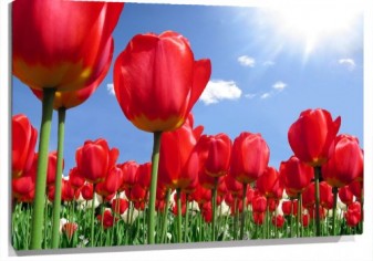 Lienzo tulipanes rojos