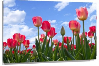 Lienzo tulipanes