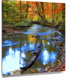 Lienzo bosque agua