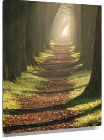 Lienzo camino bosque