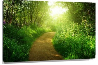 Lienzo camino en bosque