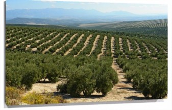 Lienzo campo de olivos
