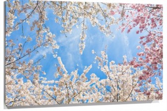 Lienzo cerezos japones en flor