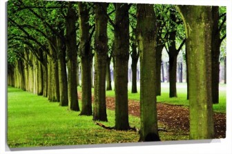 Lienzo fila de arboles