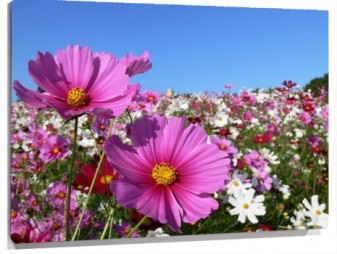 Lienzo flores rosas en campo