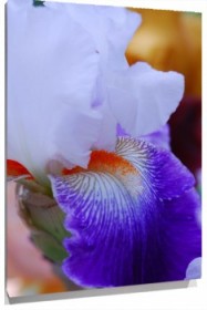 Lienzo flores violetas