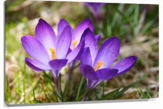 Lienzo flores violetas