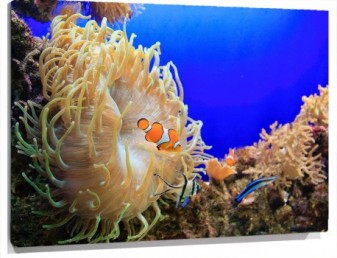Lienzo fondo mar nemo