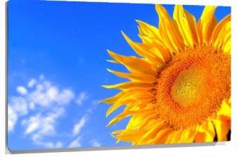 Lienzo girasol