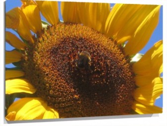Lienzo girasol