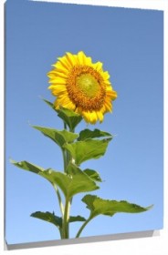Lienzo girasol solo