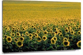 Lienzo girasoles