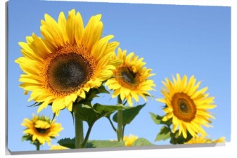 Lienzo girasoles