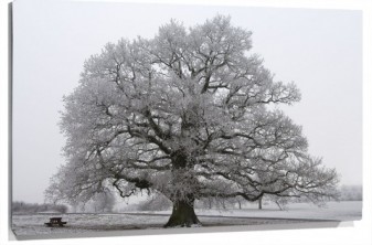 Lienzo gran arbol nevado