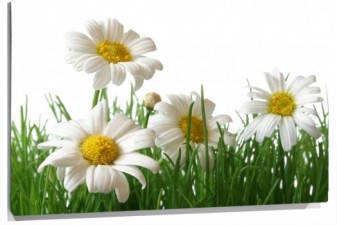 Lienzo hierba con flores