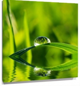 Lienzo hierba gota