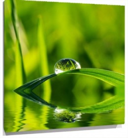 Lienzo hierba gota