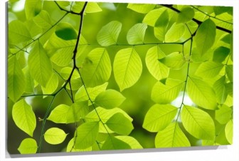 Lienzo hojas verdes