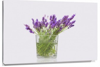 Lienzo lavanda