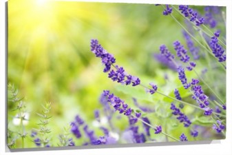 Lienzo lavanda sobre verde