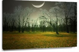 Lienzo Noche en el Bosque de Almendros