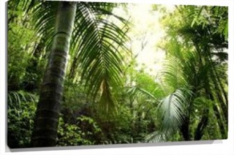 Lienzo Bosque Tropical