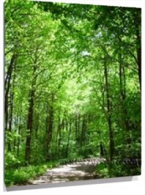 Lienzo Camino en el bosque efecto profundidad