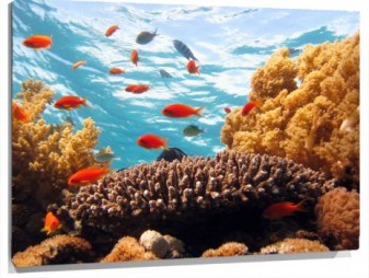 Lienzo mar peces