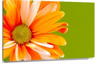 Lienzo margarita naranja fotolia_32856.jpg