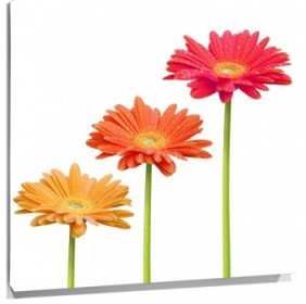Lienzo margaritas colores