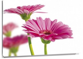 Lienzo margaritas rosas