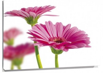 Lienzo margaritas rosas