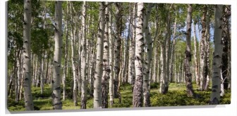 Lienzo muchos arboles
