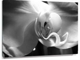 Lienzo orquidea blanco y negro