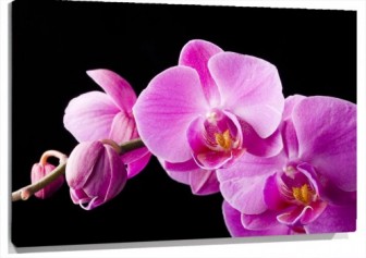Lienzo orquidea fondo negro