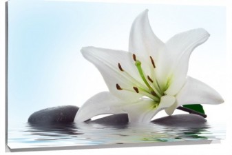 Lienzo orquidea sobre piedras