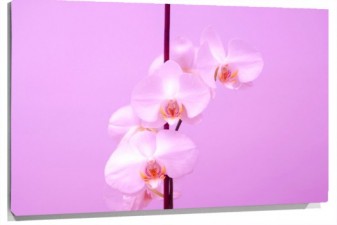 Lienzo orquidea rosa