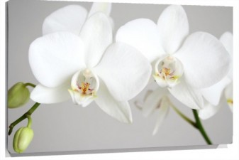 Lienzo orquideas blancas