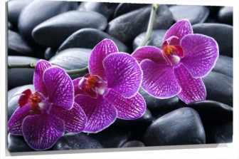 Lienzo orquideas_shutterstock_22957009_1.jpg