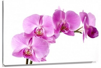 Lienzo Orquideas rama