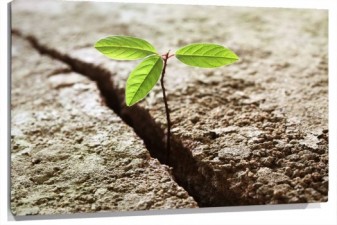 Lienzo planta creciendo