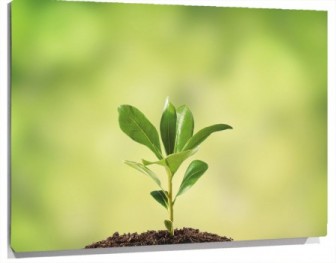 Lienzo planta en crecimiento