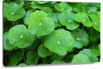 Lienzo plantas verdes